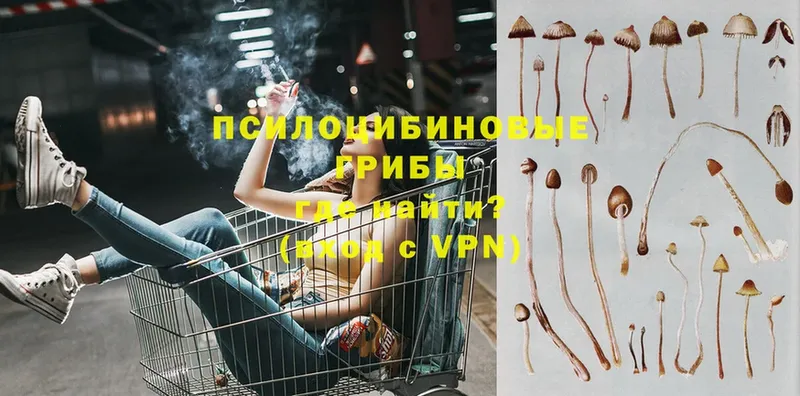 Галлюциногенные грибы Psilocybine cubensis  закладка  Советская Гавань 